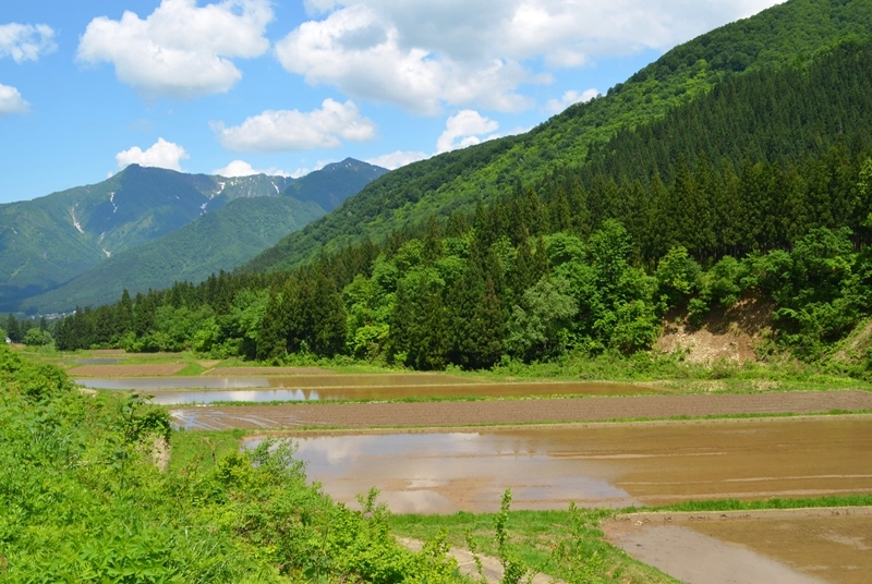 一之沢地区は文字通り沢沿いに細く水田が続く