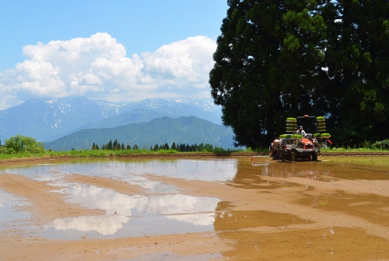 中山間地の水田からは遠方に雪山を望む