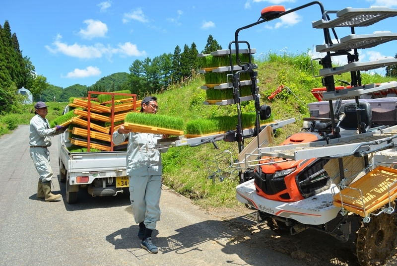 「やや遅れ気味」と話す田植えに励む外谷さんら